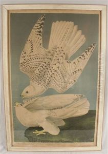 Iceland Or Jer Falcon, No. 13-2, Pl. 19 (after J.j. Audubon) Iceland Or Jer Falcon, No. 13-2, Pl. 19 (after J.j. Audubon)