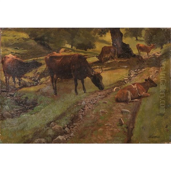 Cows Resting - view 1