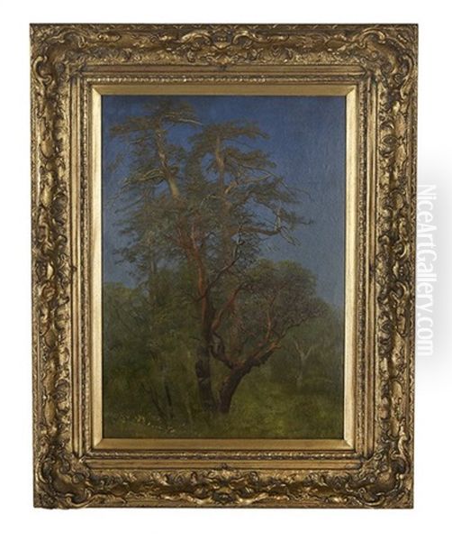 Study Of A Tree In Woodlands Laden With 'california Spanish Moss' - view 1