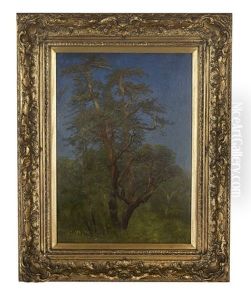 Study Of A Tree In Woodlands Laden With 'california Spanish Moss' by Albert Bierstadt