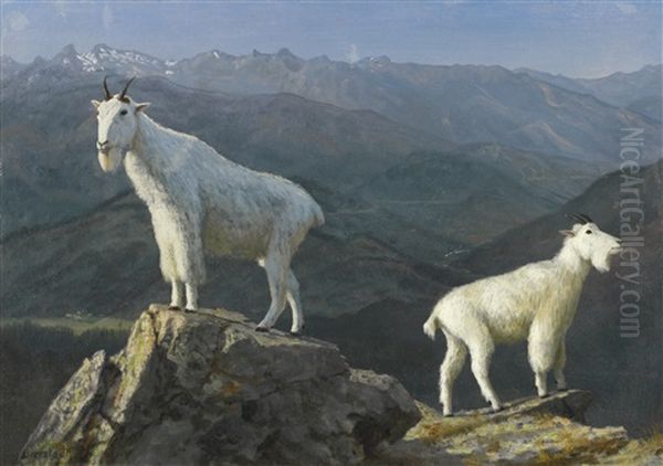 Mountain Goats - view 1