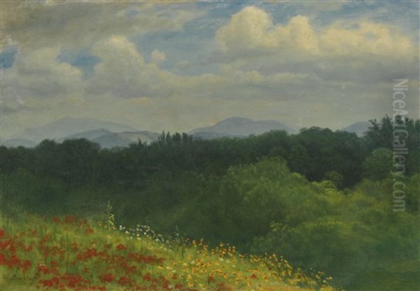Field Of Red And Yellow Wildflowers - view 1