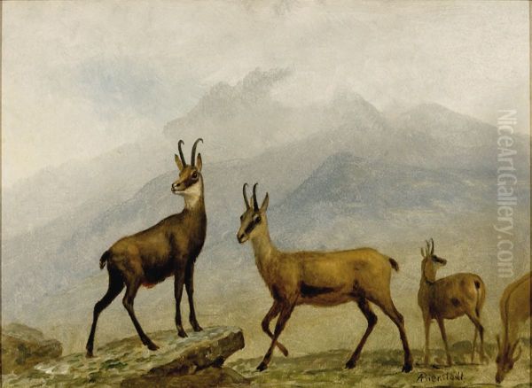 Chamois - view 1