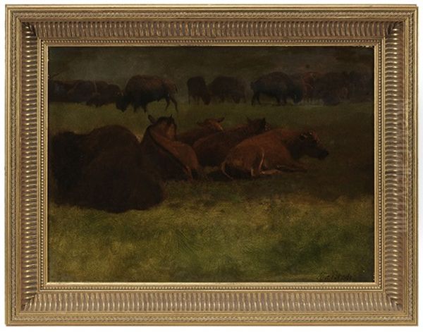 Buffalo Resting - view 1