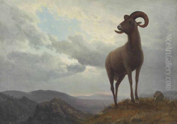 Long Horned Sheep - view 1
