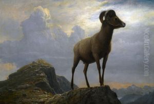 Study Of A Bighorn Ram by Albert Bierstadt