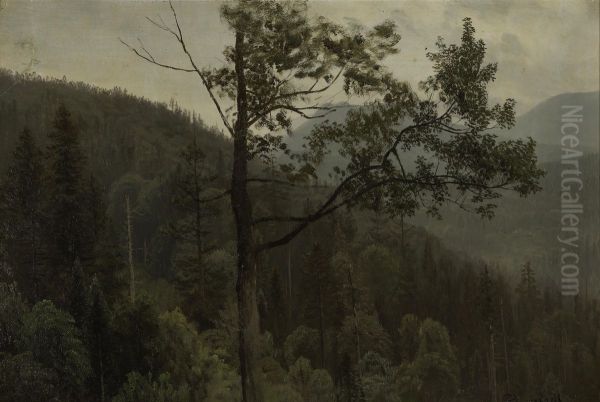 Tree Covered Mountains - view 1