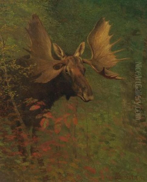 A Moose (study) - view 1