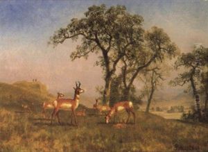Grazing Antelope by Albert Bierstadt