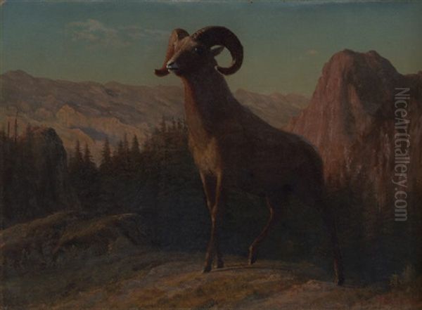 A Rocky Mountain Sheep - view 1
