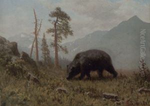A Grizzly Bear