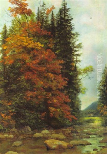 Forest Interior - view 1