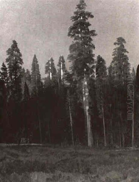 Forest Scene - view 1