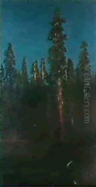 Pine Forest - view 1