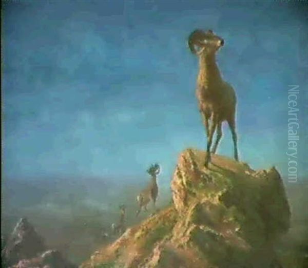 Rocky Mountain Big Horns - view 1