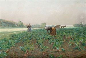 Recoleccion De Zanahorias