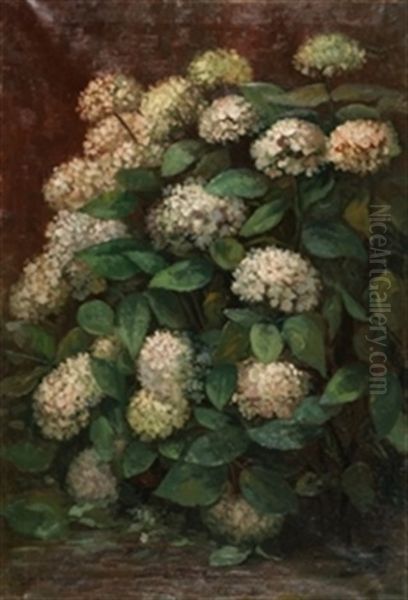 Hortensias - view 1