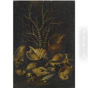 A Still Life With A Lambis Lambis, A Cypraea, A Cymatiide, A Cenithium, A Galaodea And Other Shells by Bartolommeo Bimbi