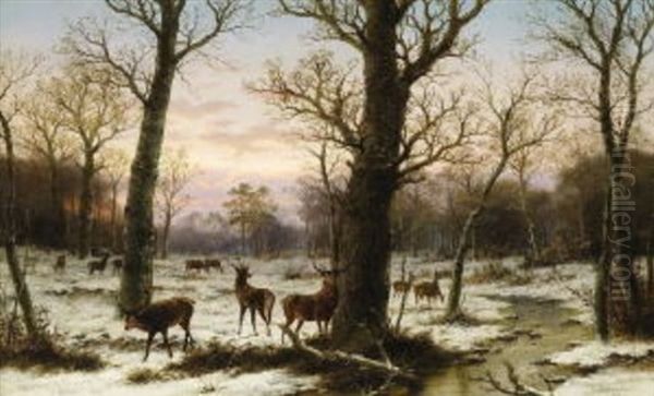 Winterwald Mit Rotwild  In Der Dammerung - view 1