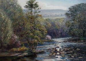 Forest Stream Forest Stream