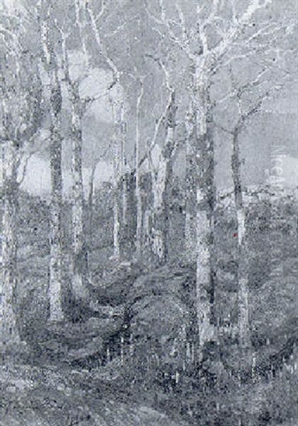 Trees In The Sun - view 1
