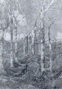 Trees In The Sun