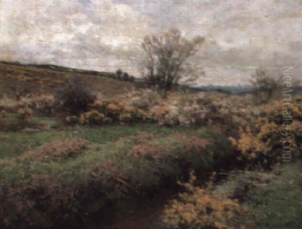 Gorse In Flower - view 1