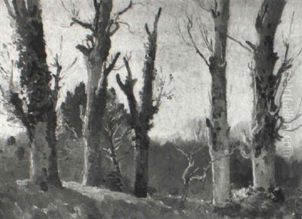Sycamore Trees - view 1