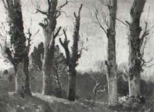 Sycamore Trees Sycamore Trees