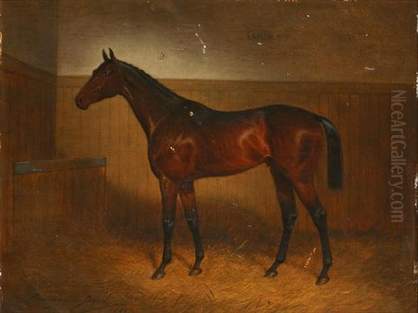 Galtee More, A Bay Horse In A Stable - view 1