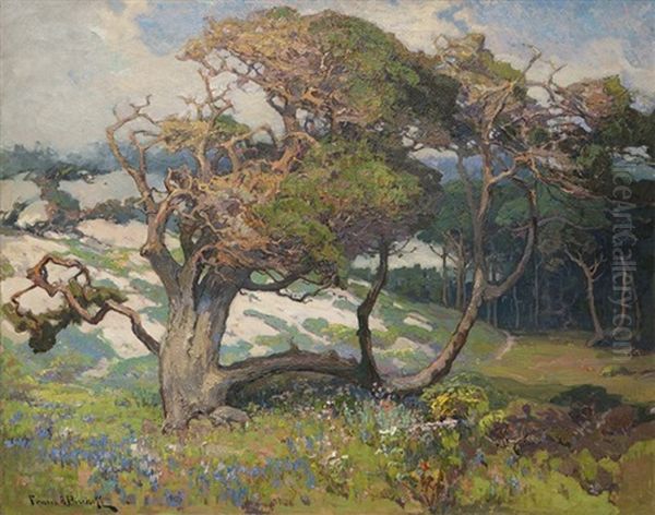 Sand Dunes And Pines, Monterey Coast, Calif. - view 1