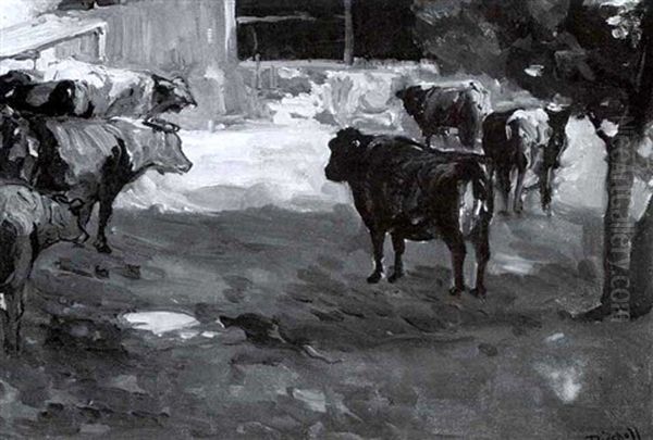 Bulls - view 1