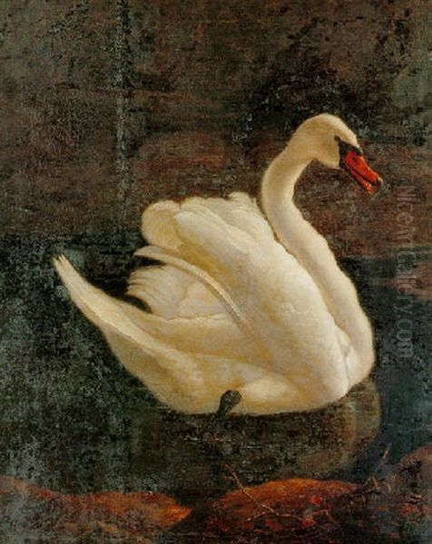 Swan Swimming Close To The Shoreline - view 1