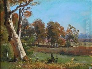 Forest Landscape Forest Landscape