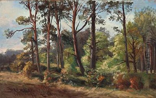 Sunny Day At Hornbaek Plantation, Denmark - view 1