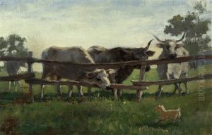 Langhornrinder Am Zaun Und Kleiner Hund