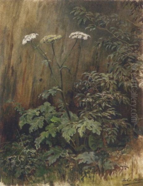 Wiesenpflanzen - view 1