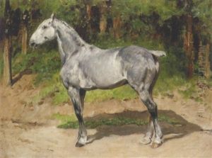 Grauschimmel In Waldlichtung
