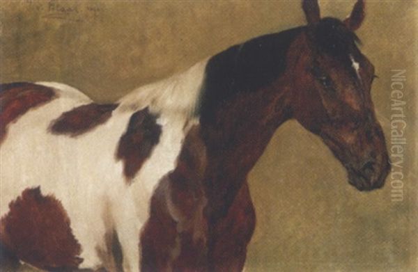 Portrait Eines Besonderen Pferdes - view 1