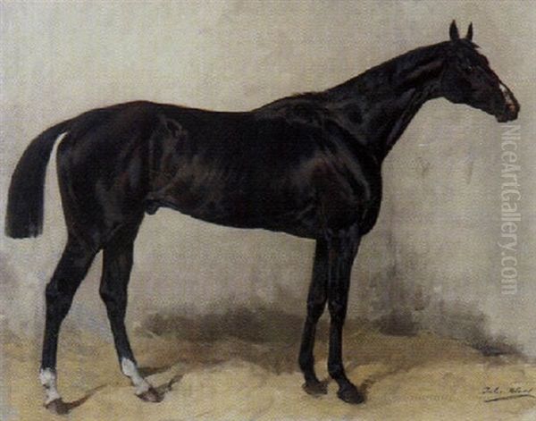 Schwarzes Pferd - view 1