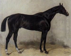 Schwarzes Pferd Schwarzes Pferd