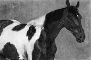 Pferdeportrait by Julius von Blaas