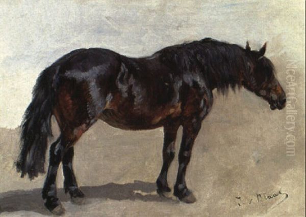Braunes Pferd - view 1