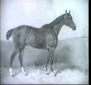 Brauner Im Stall by Julius von Blaas