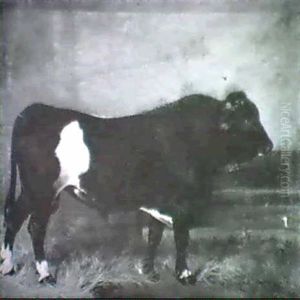 A Holstein Bull In A Barn.