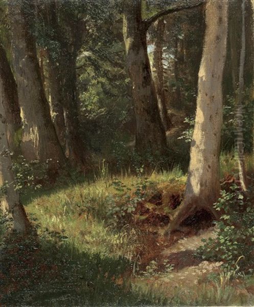 Lichtung Im Wald - view 1