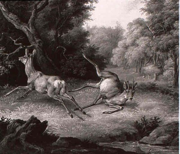 Rehe Auf Waldlichtung - view 1