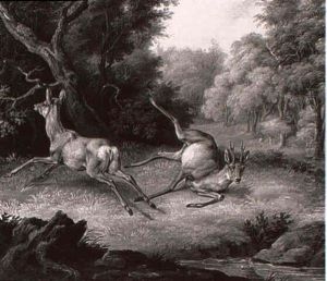 Rehe Auf Waldlichtung