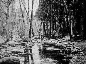 The Wooded Stream, Early Autumn by Olive Parker Black