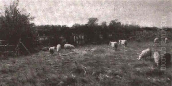 Flock Grazing In A Farmyard - view 1